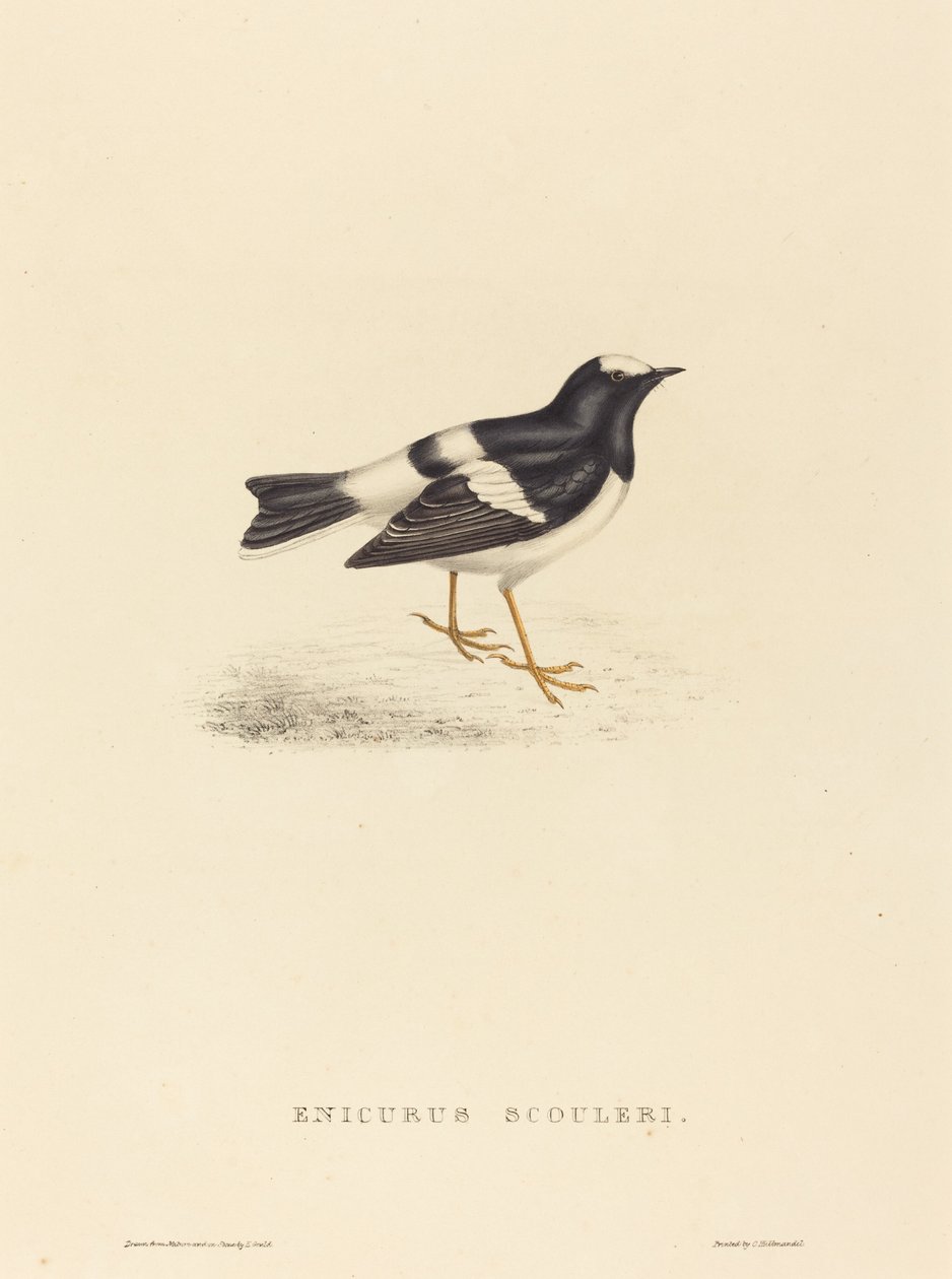 Enicurus Scouleri (Kleiner Forktail) von Elizabeth Gould