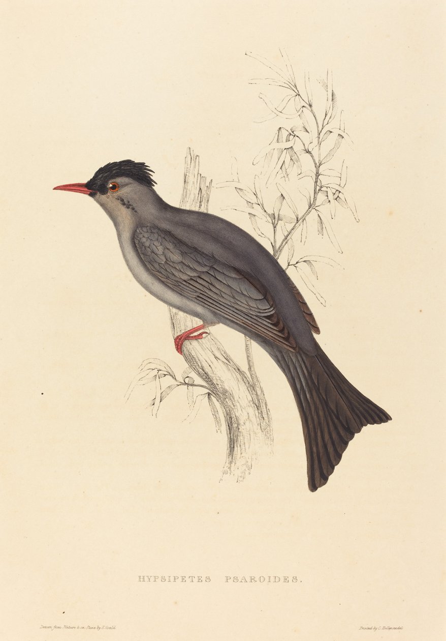Hypsipetes Psaroides (Schwarzer Bulbul) von Elizabeth Gould