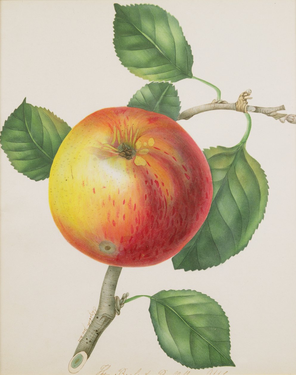 Ein Apfel, um 1835 von Elizabeth Jane Hill