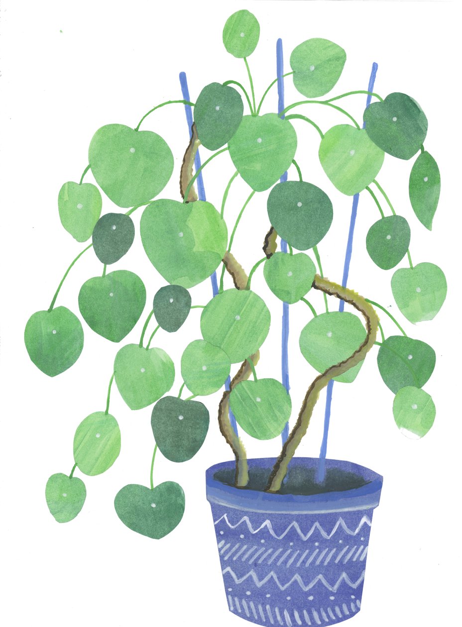 Pilea-Pflanze von Elizabeth Rider