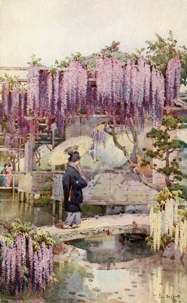 Wisteria, Kabata von Ella Du Cane