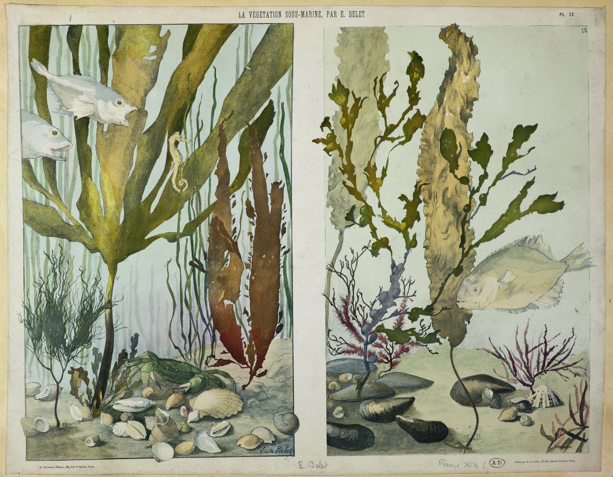 Algen, Fische, Seepferdchen, Krabben und Schalentiere, illustrierte Tafeln aus 