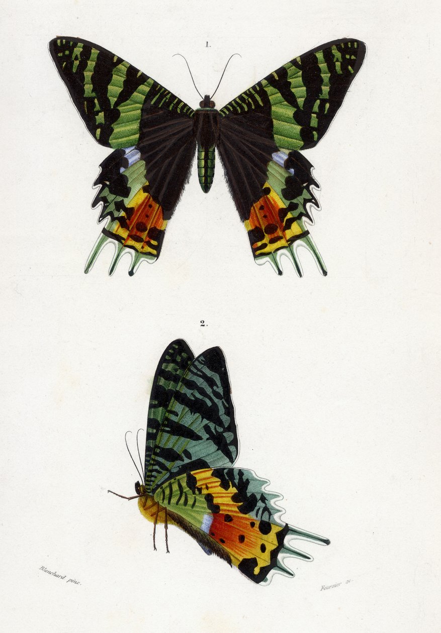Urania Riphaeus, 1869 (handkolorierte Gravur) von Emile Theophile Blanchard