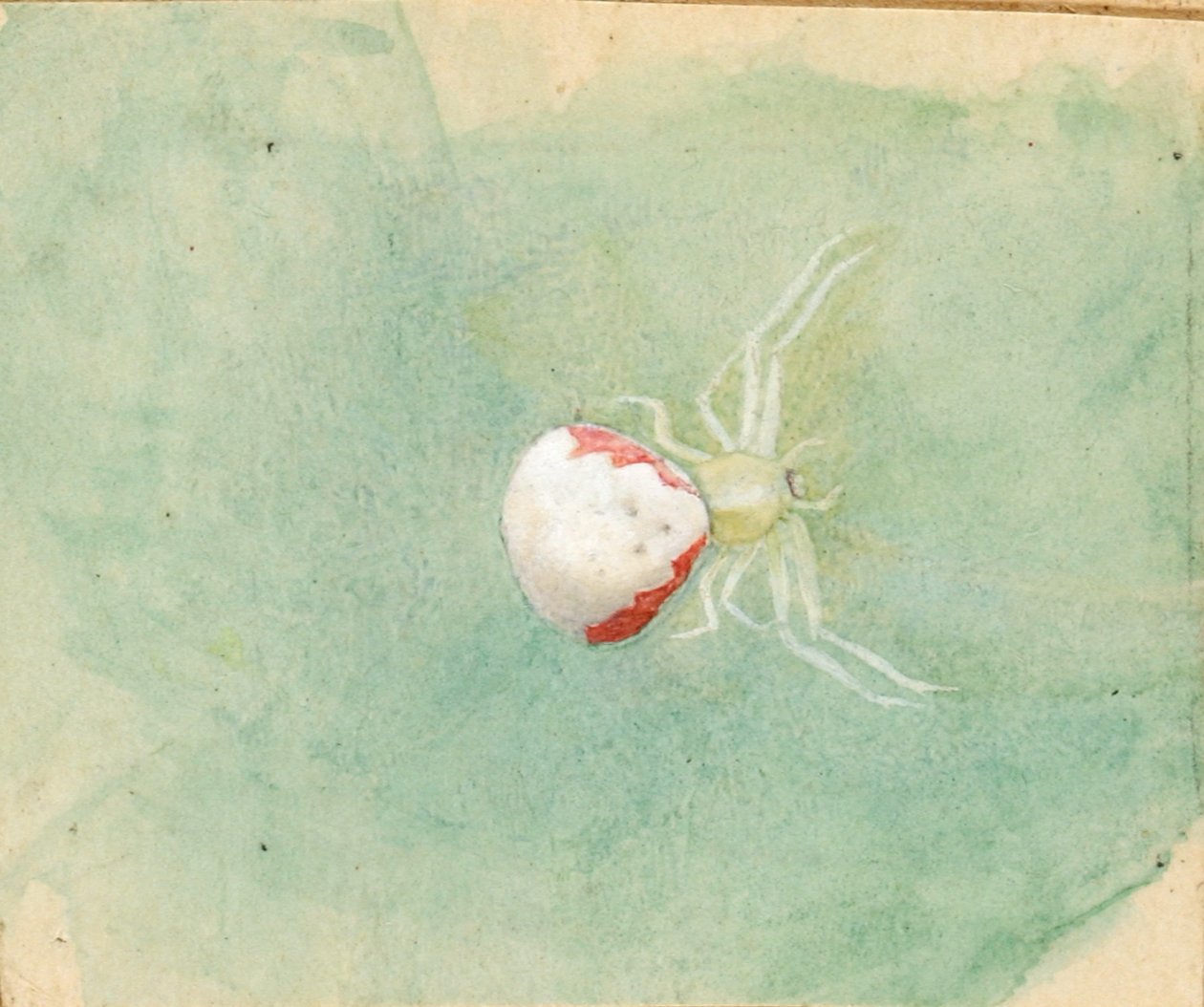Porzellanweiße Spinne von Emma Beach Thayer