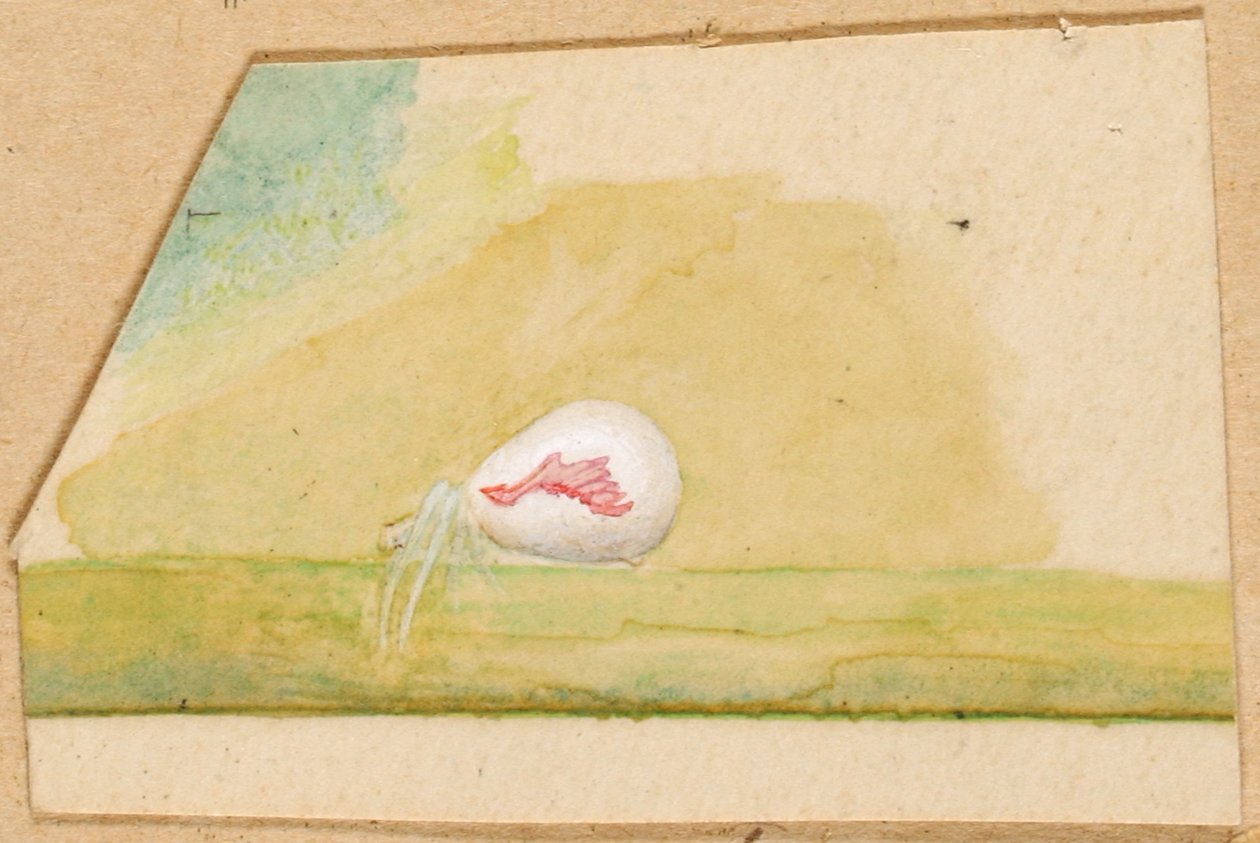 Porzellanweiße Spinne von Emma Beach Thayer