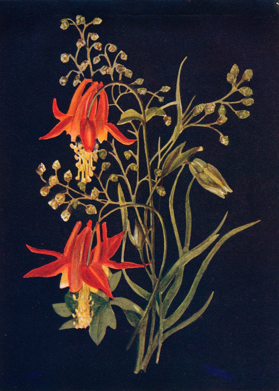 Columbine, um 1915 von Emma Graham Clock