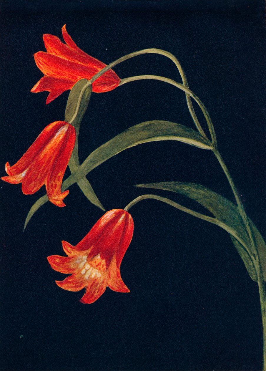 Scharlachrote Fritillaria, um 1915 von Emma Graham Clock