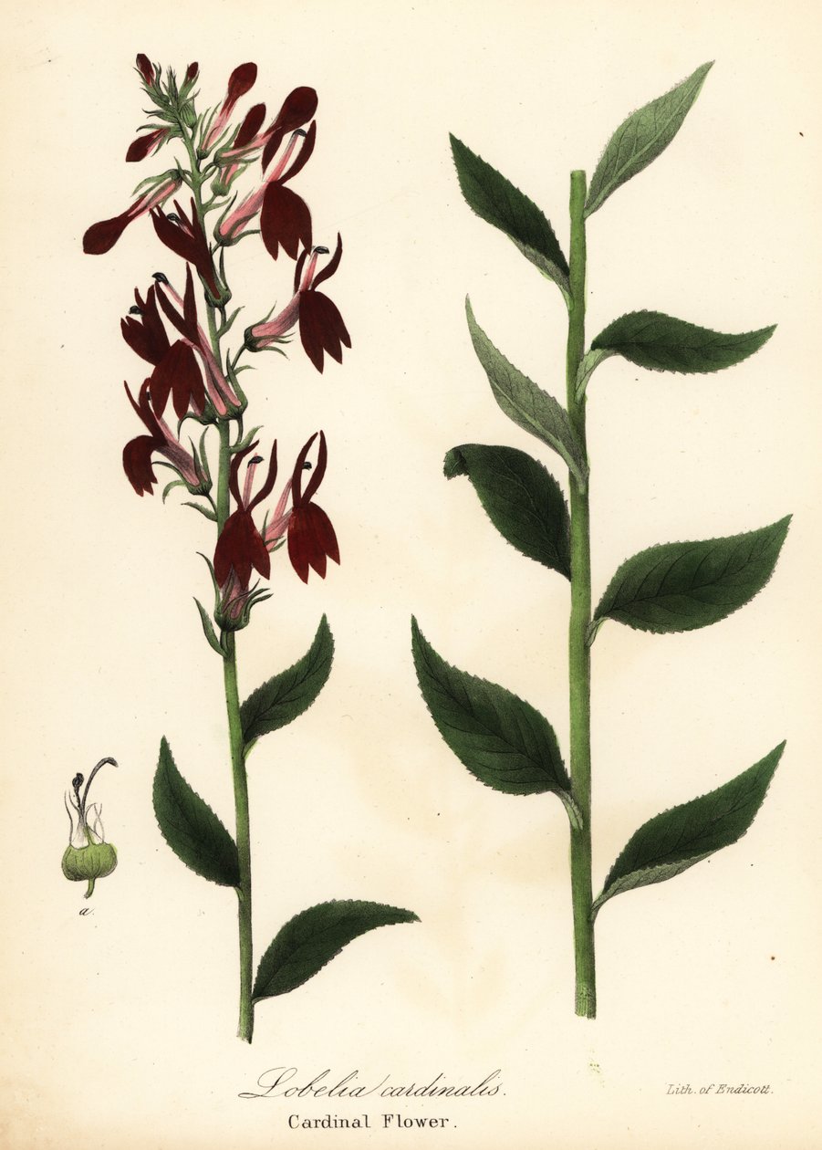 Kardinalsblume, Lobelia cardinalis von Endicott Endicott