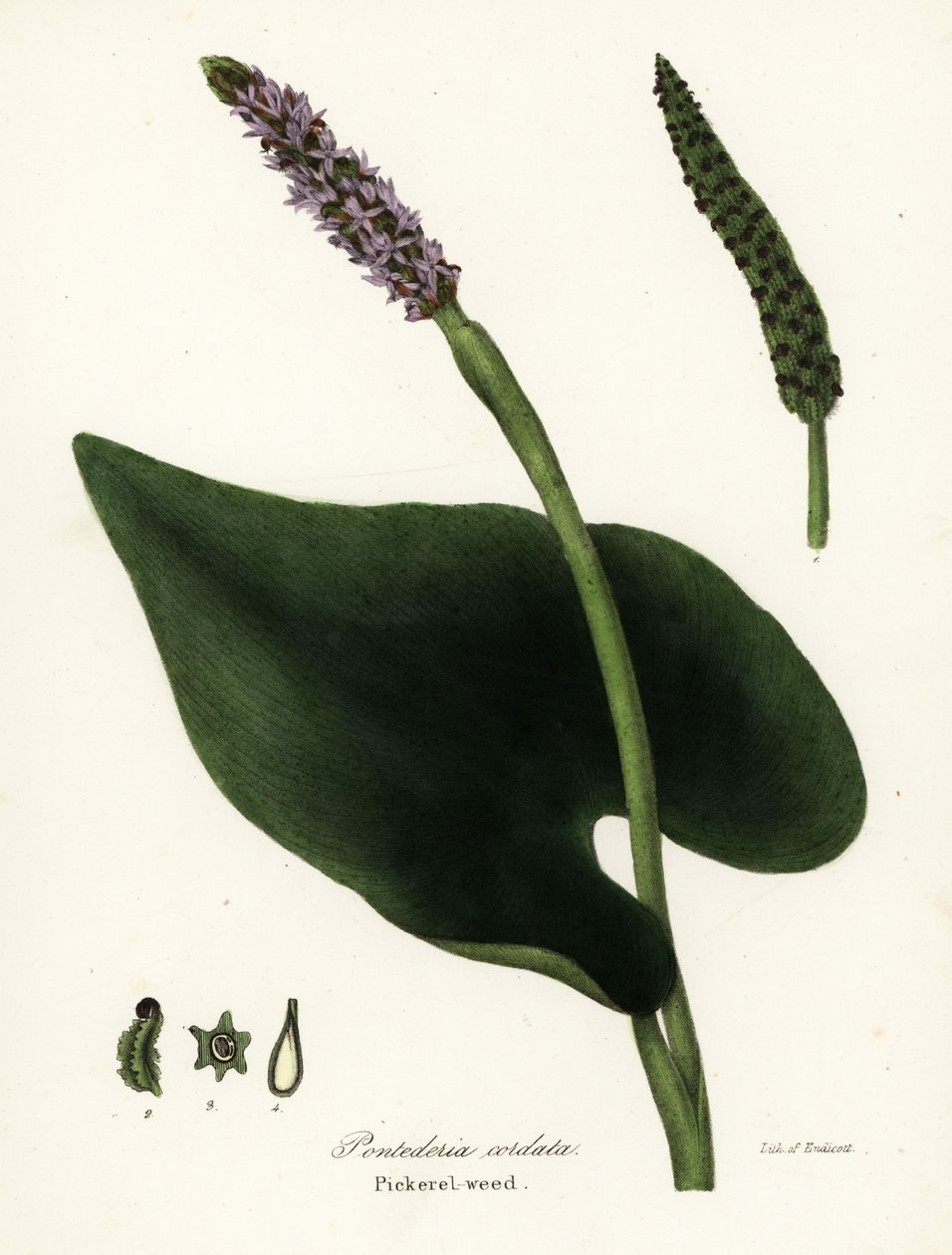 Hechtkraut, Pontederia cordata von Endicott Endicott