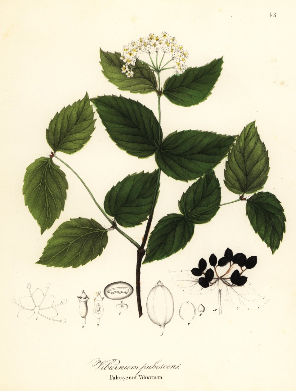 Behaarter Schneeball, Viburnum pubescens von Endicott Endicott