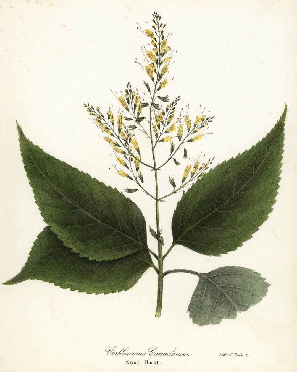 Reichkraut oder Knotwurzel, Collinsonia canadensis von Endicott Endicott