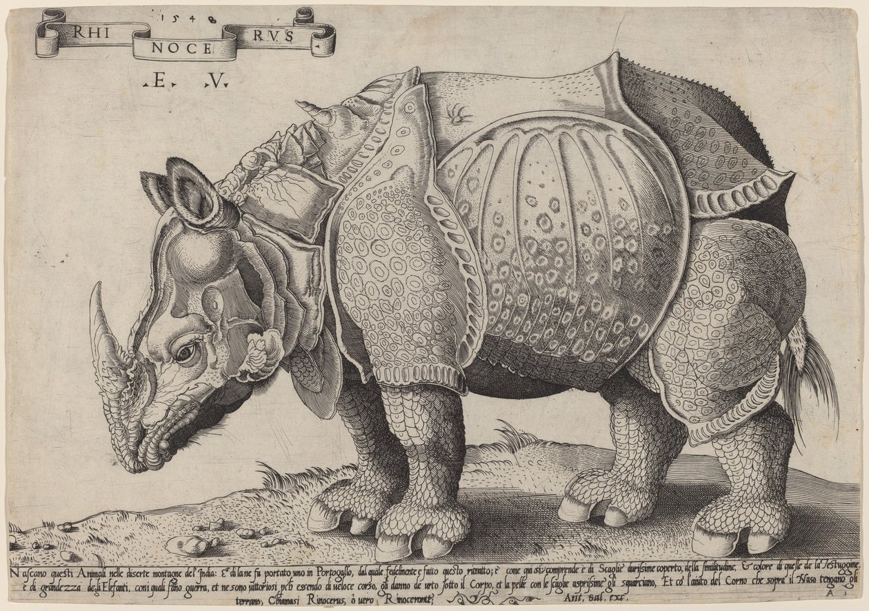 Nashorn von Enea Vico after Albrecht Dürer