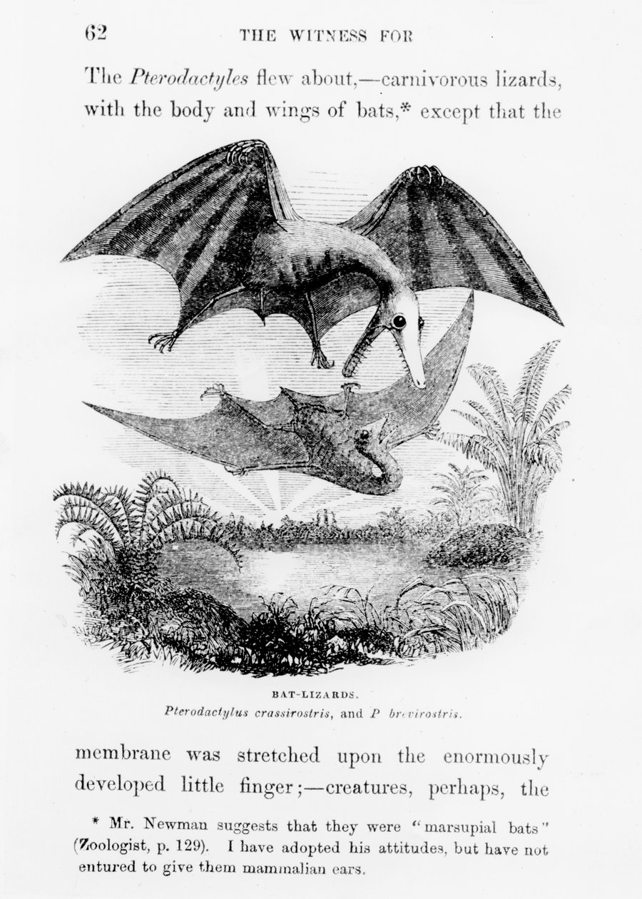 Fledermaus-Echsen von English School