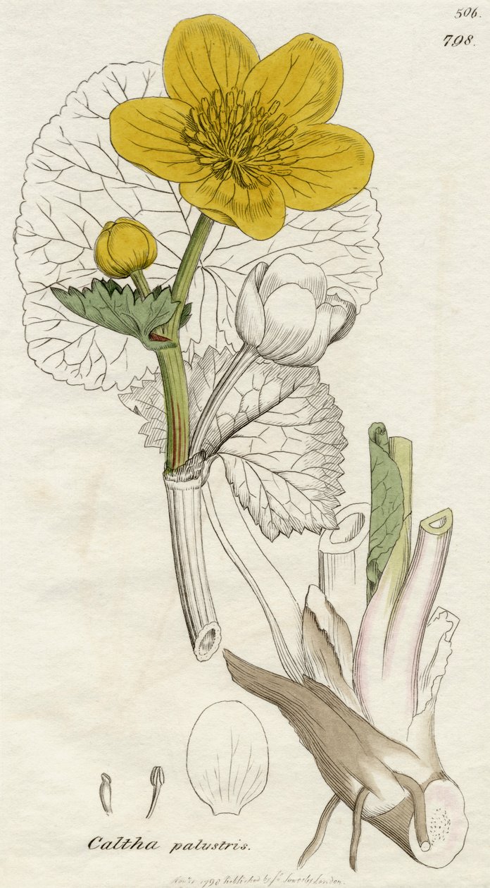 Caltha Palustris (Sumpfdotterblume) veröffentlicht in London 1798 von English School