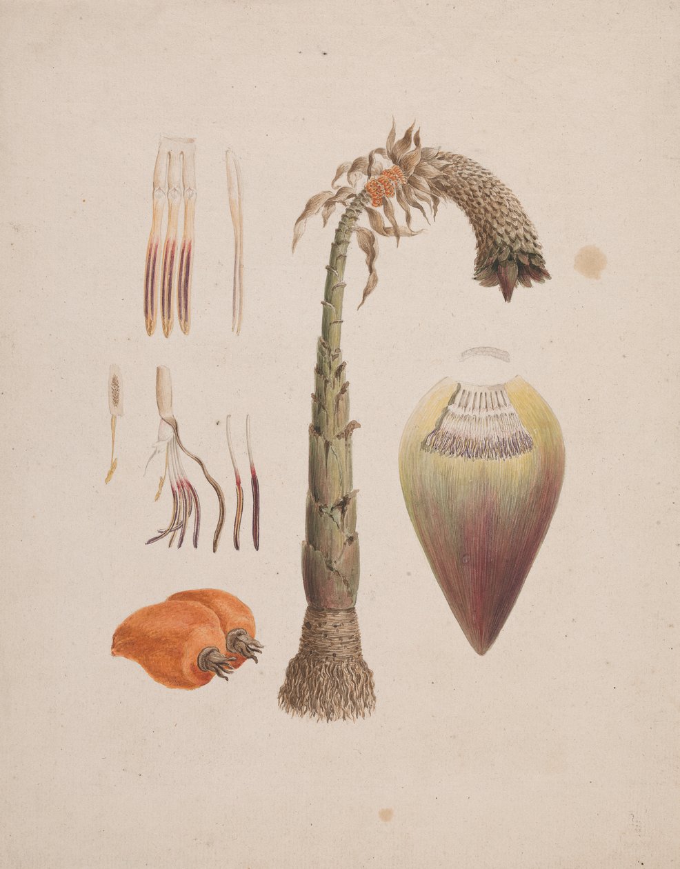 Ensete Ventricosum von English School