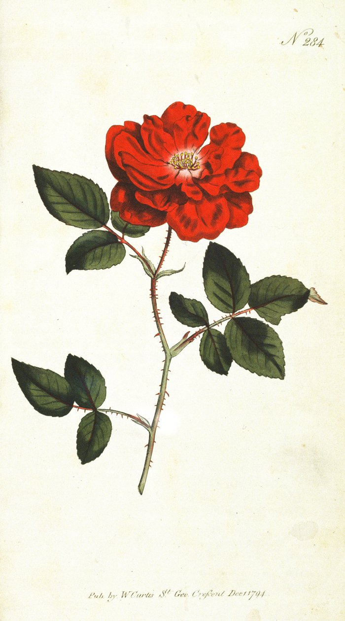 Immerblühende Rose (Rosa Semperflorens), Tafel 284 aus William Curtis The Botanical Magazine (oder Flower Garden Displayed), veröffentlicht 1794 von English School