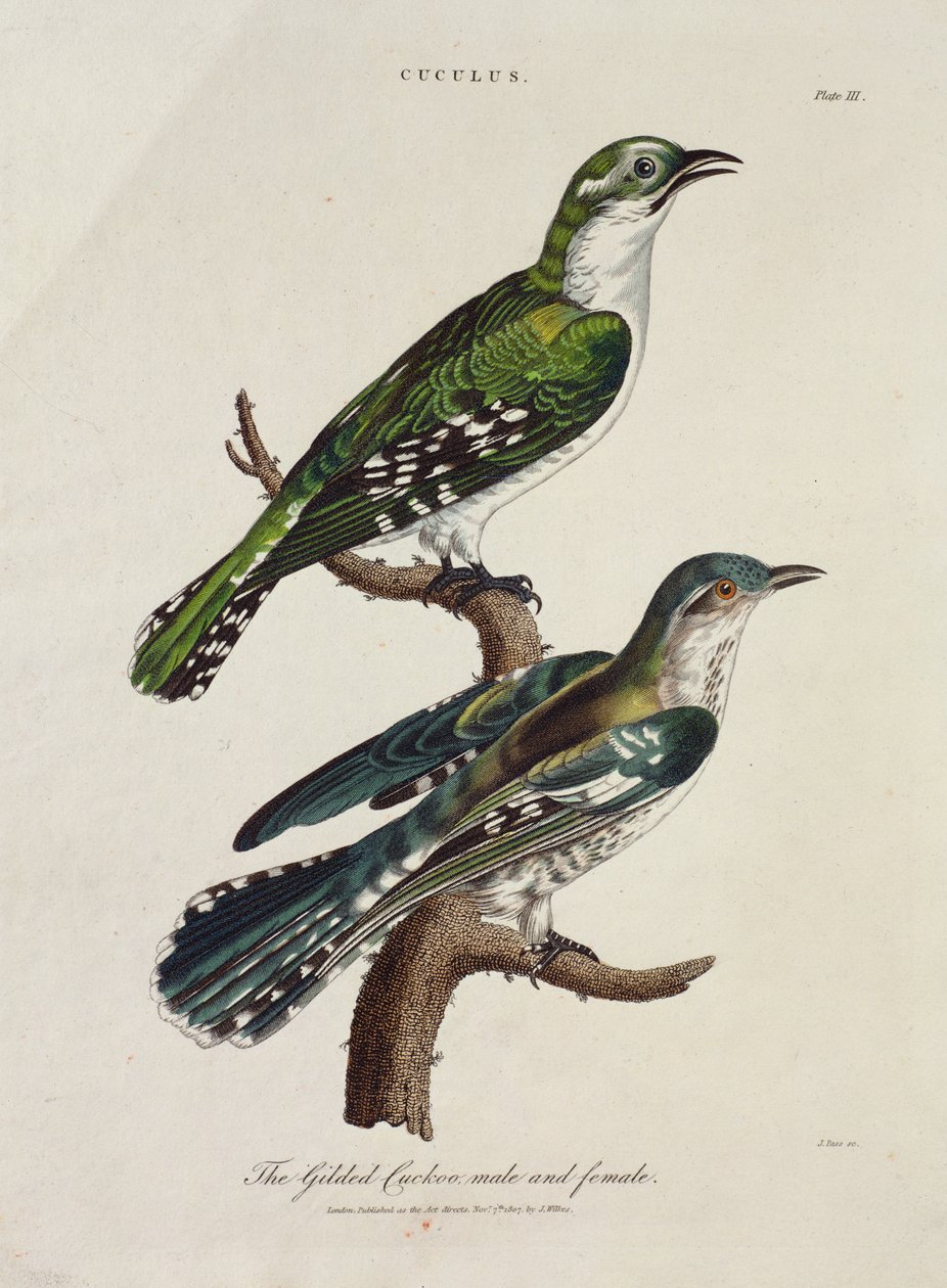 Vergoldeter Kuckuck, Männchen und Weibchen (Cuculus) von English School