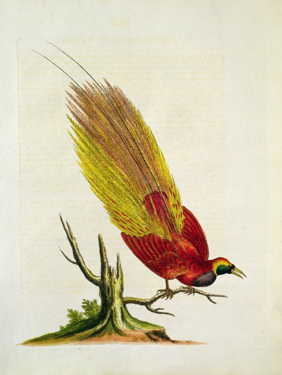 Goldener Pfau von English School