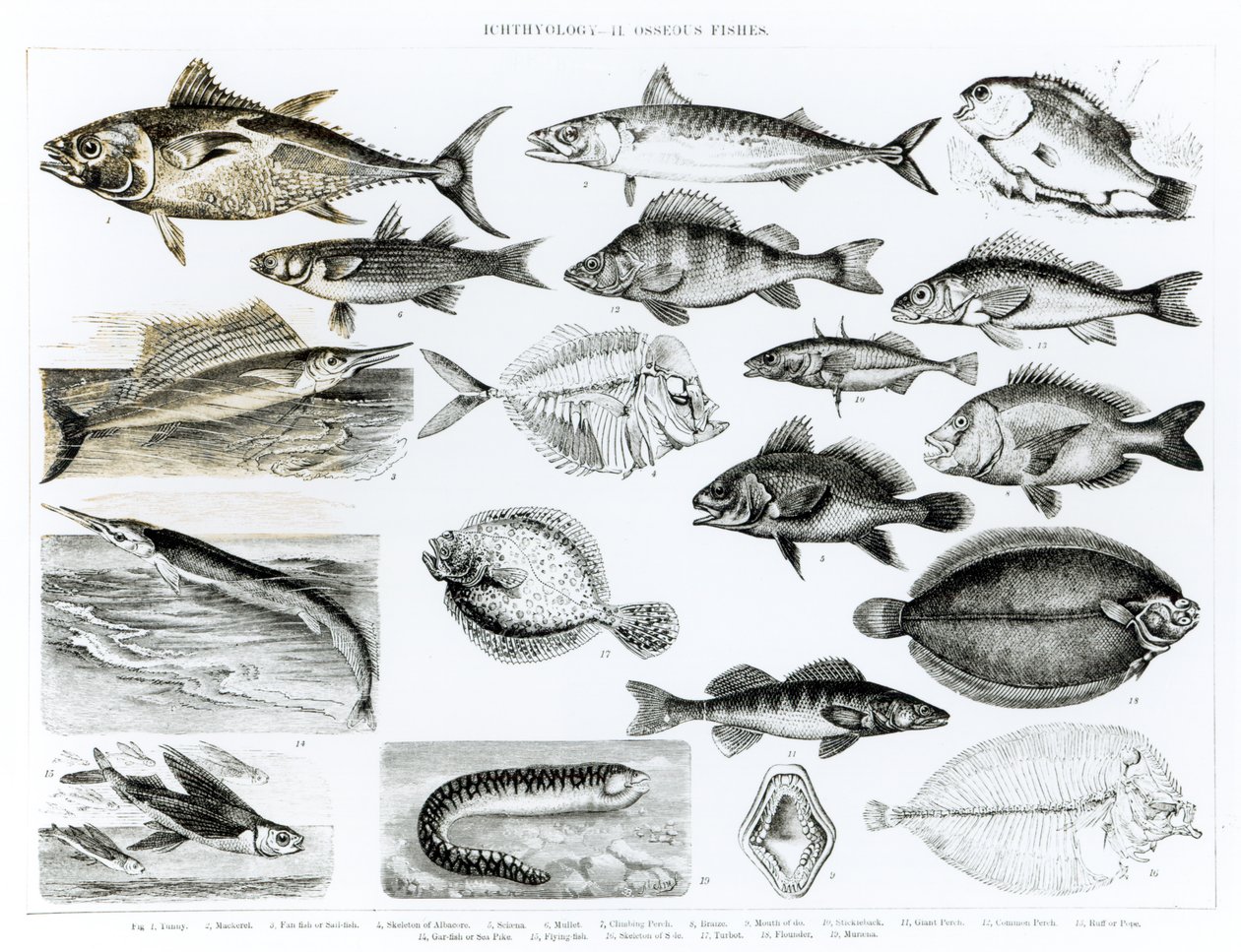 Ichthyologie Knochenfische von English School