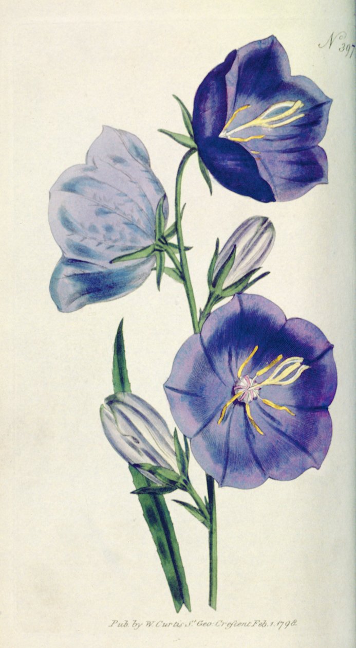 Pfirsichfarbene Glockenblume oder Campanula (Campanula persicifolia var. maxima), Tafel 397 aus William Curtis The Botanical Magazine (oder Flower Garden Displayed), veröffentlicht 1792 von English School