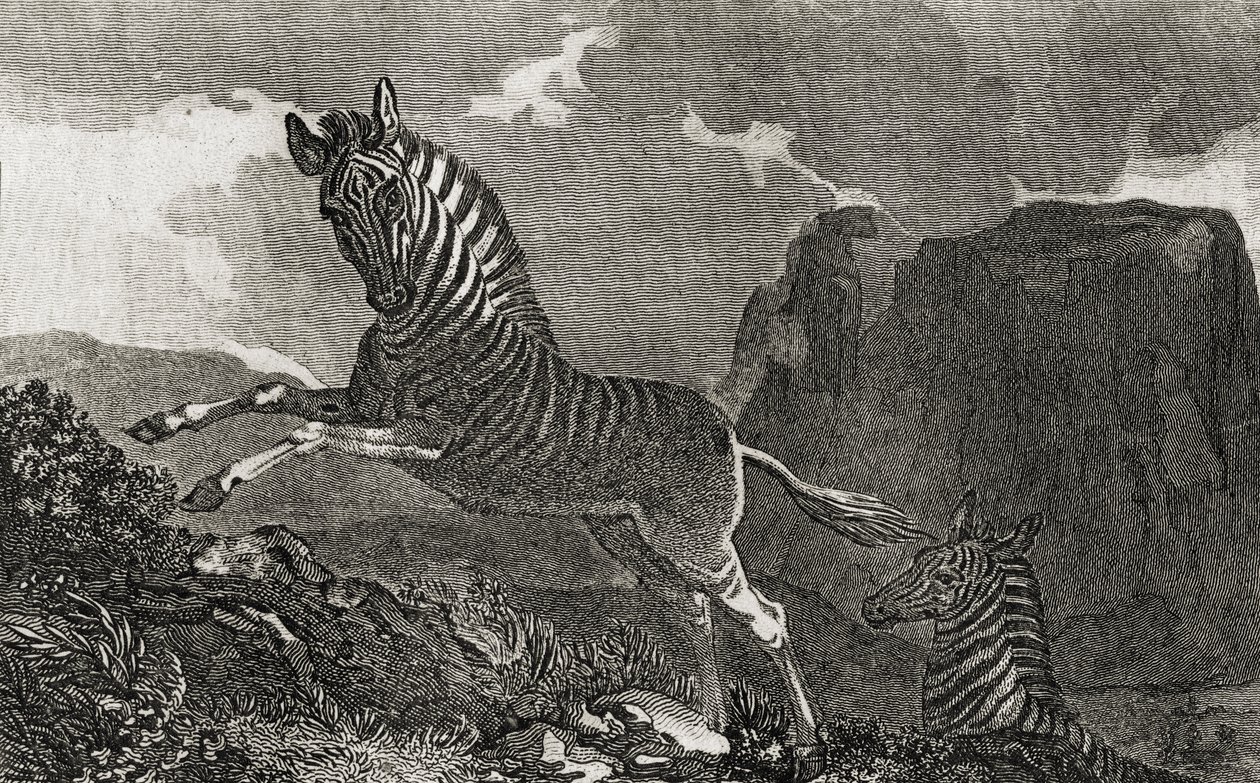 Quagga von English School