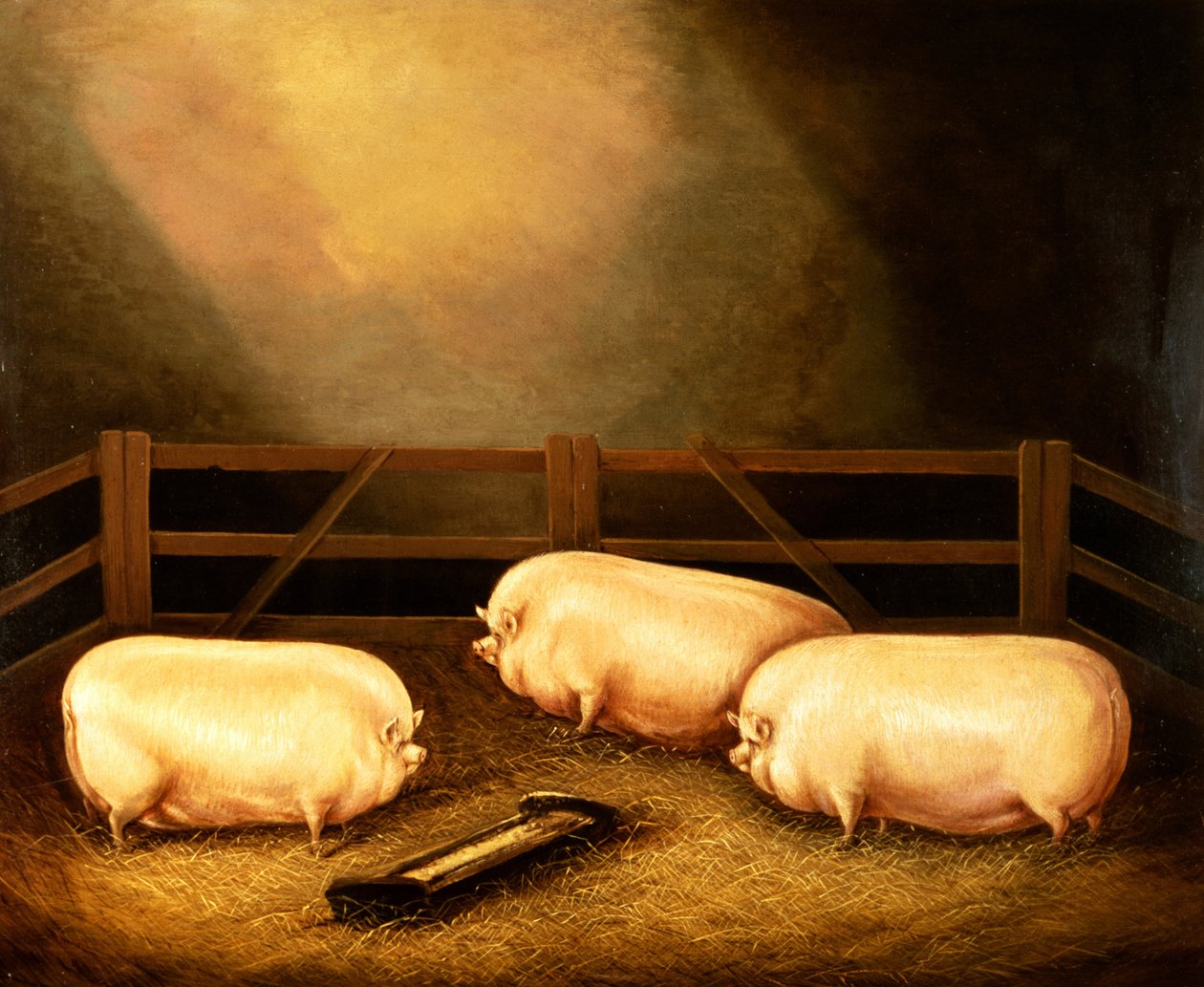 Drei Preisschweine vor einem Stall von English School
