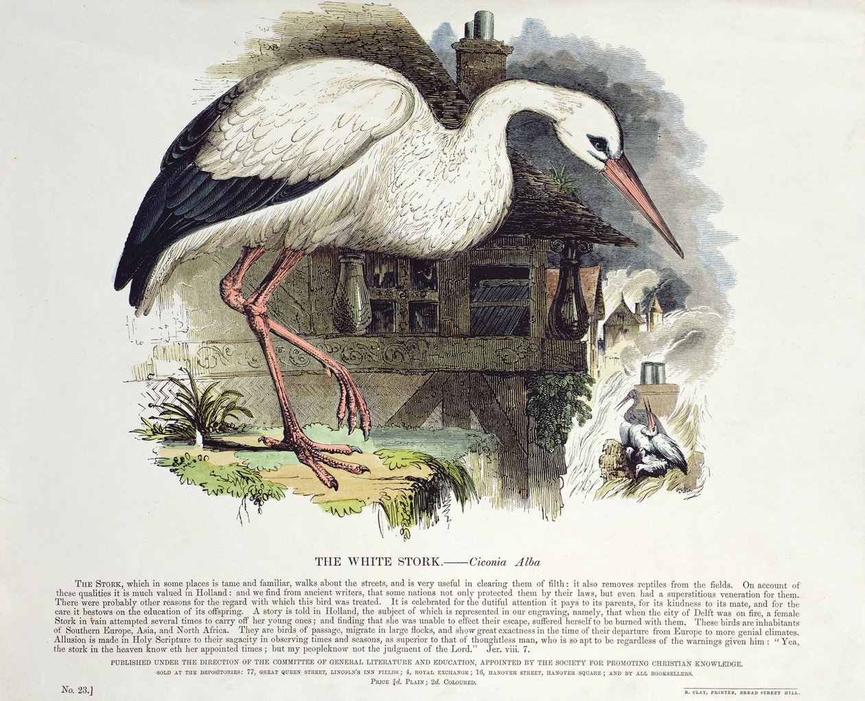 Weißstorch (Ciconia Alba) von English School