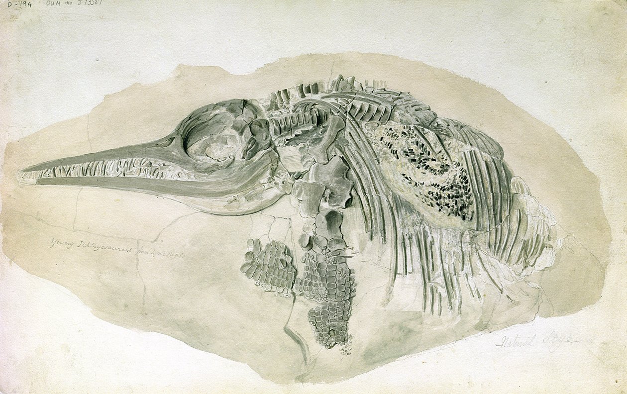 Junger Ichthyosaurus aus Lyme Regis von English School
