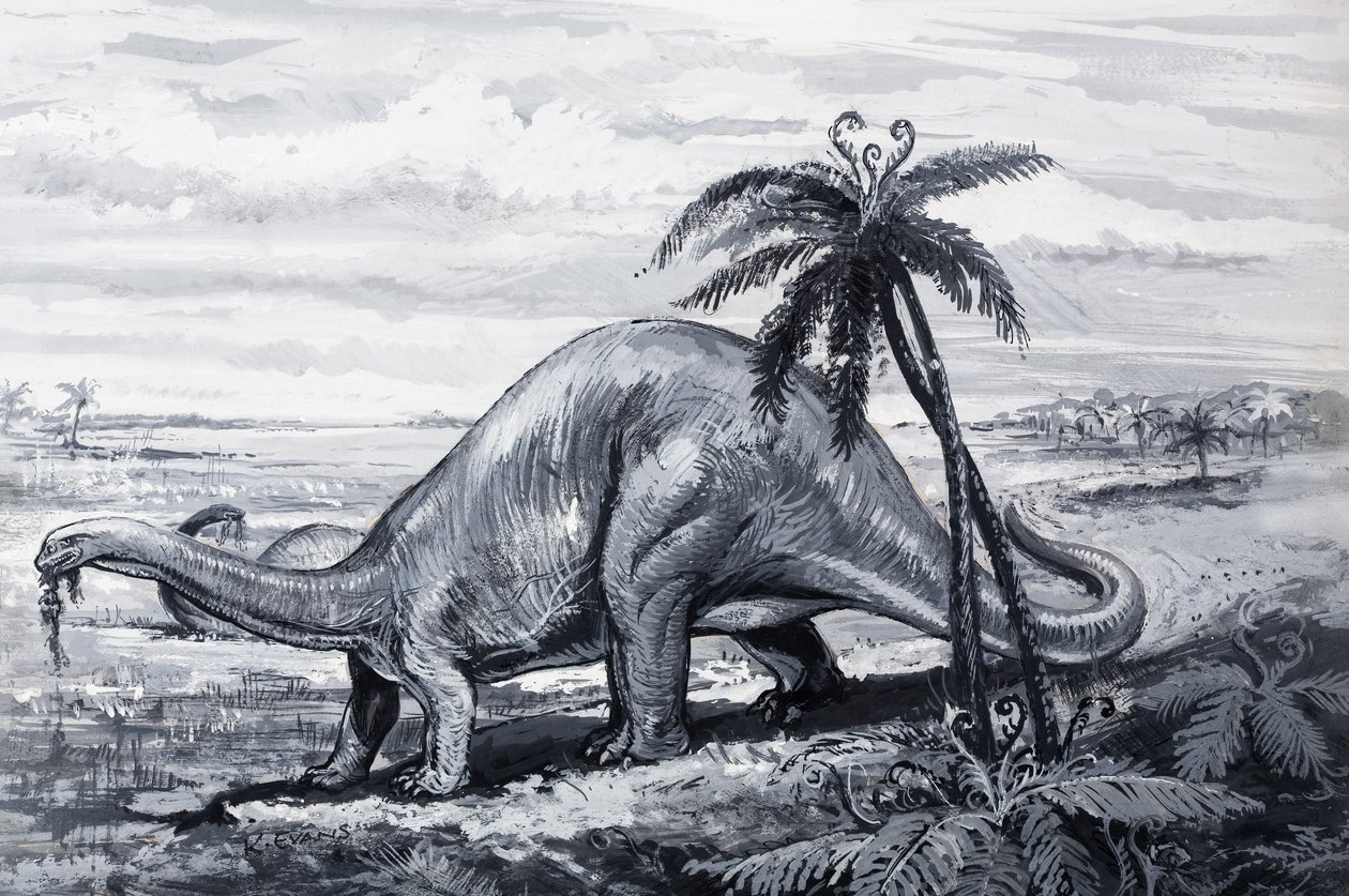 Brontosaurus von English Photographer