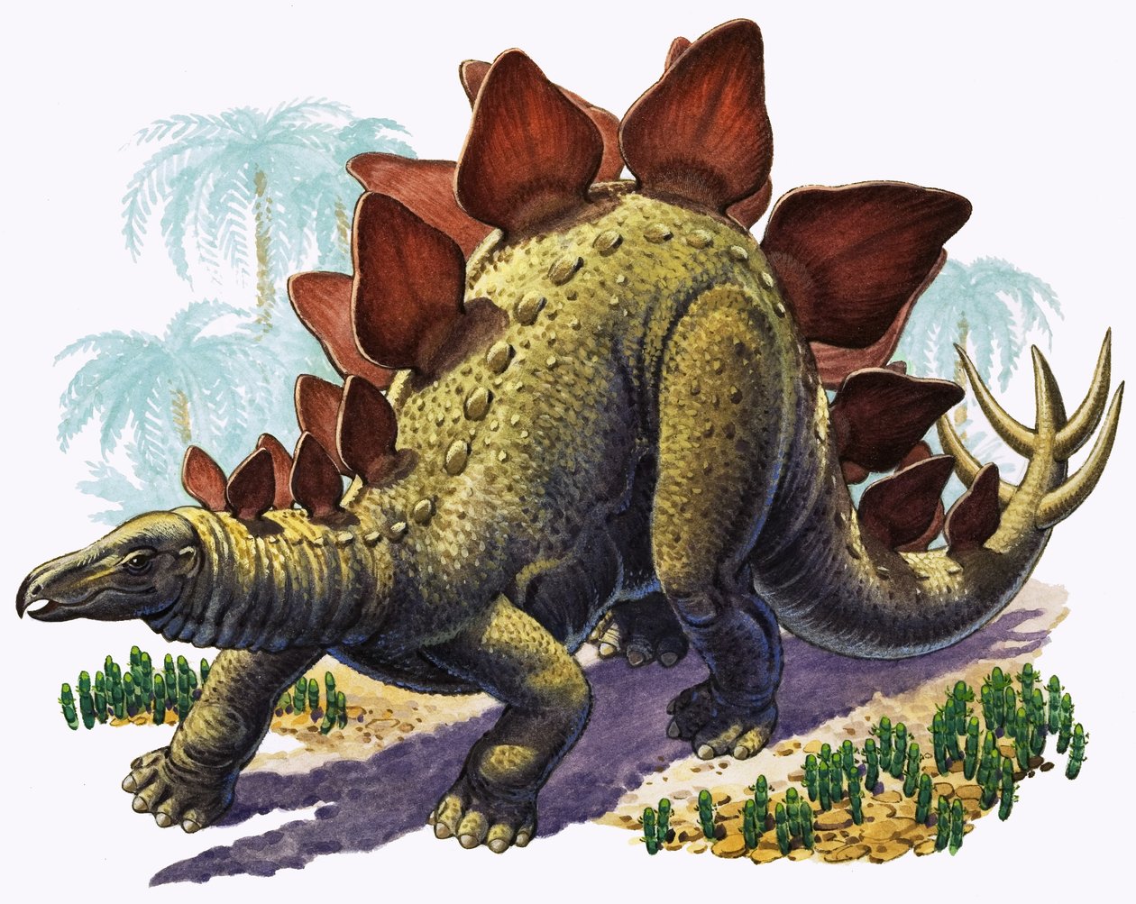 Stegosaurus von English Photographer