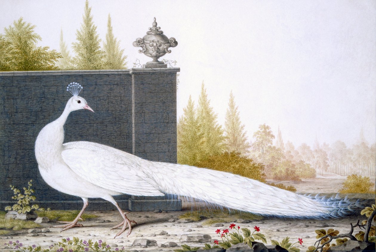Ein weißer Pfau von English School