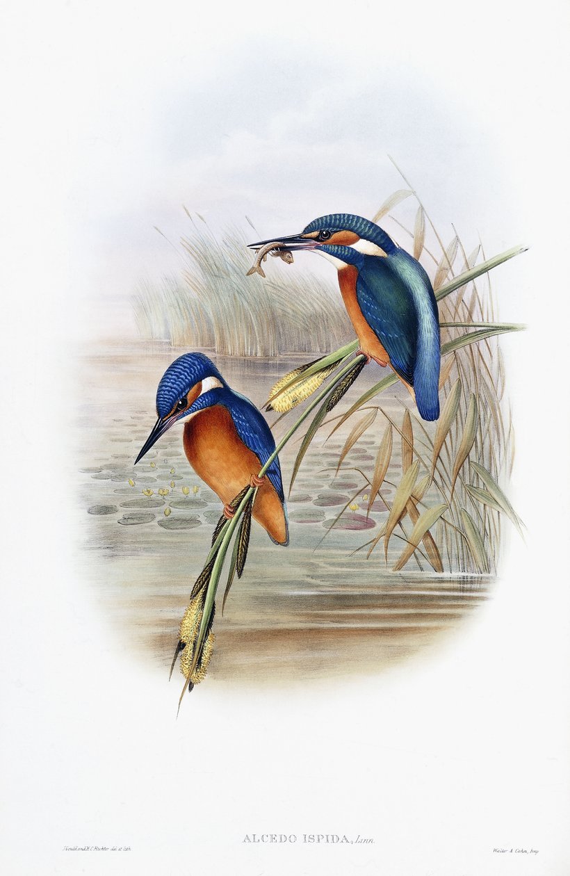 Eisvogel (Alcedo Ispida) von English School
