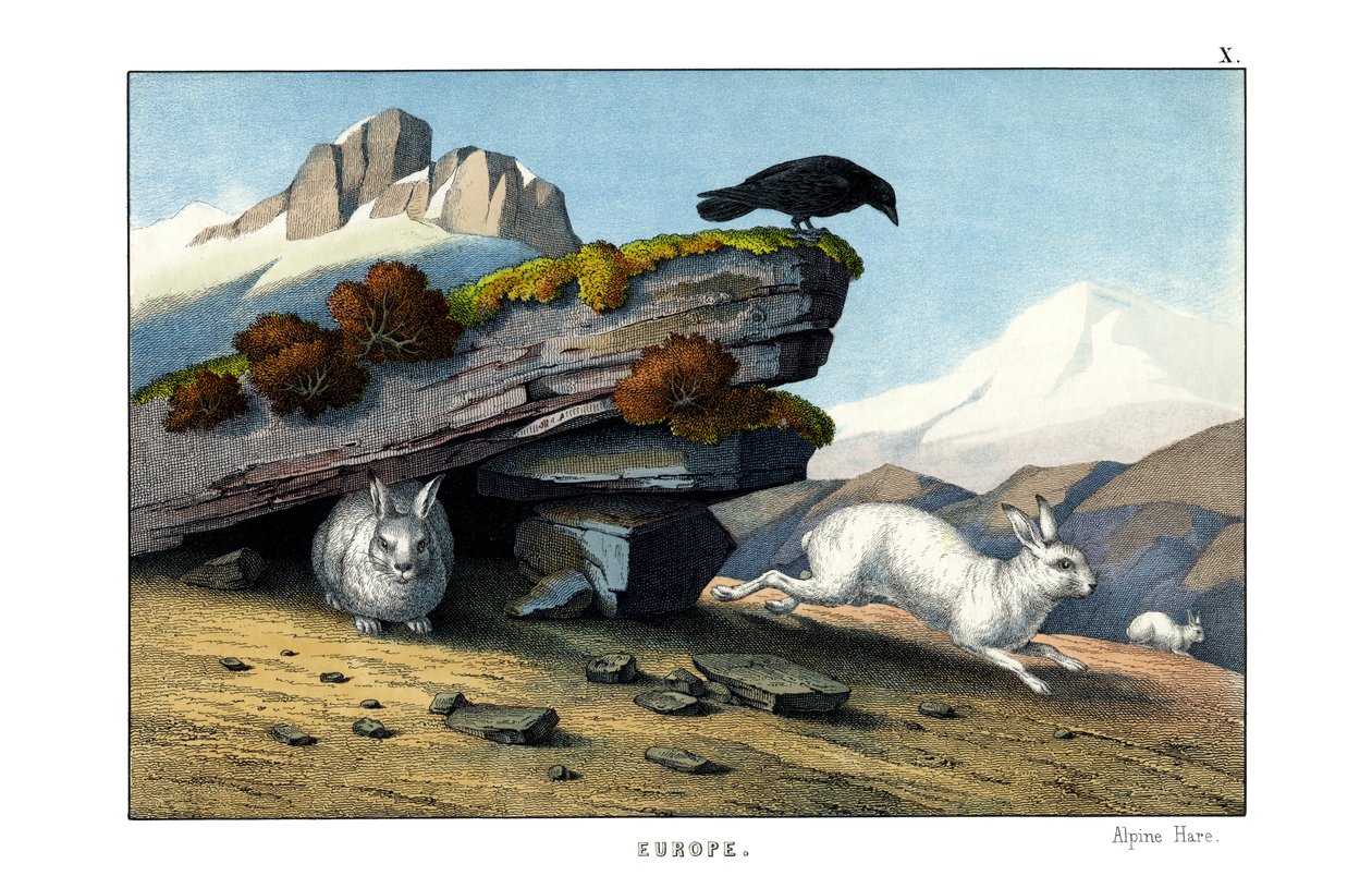 Alpenhase von English School