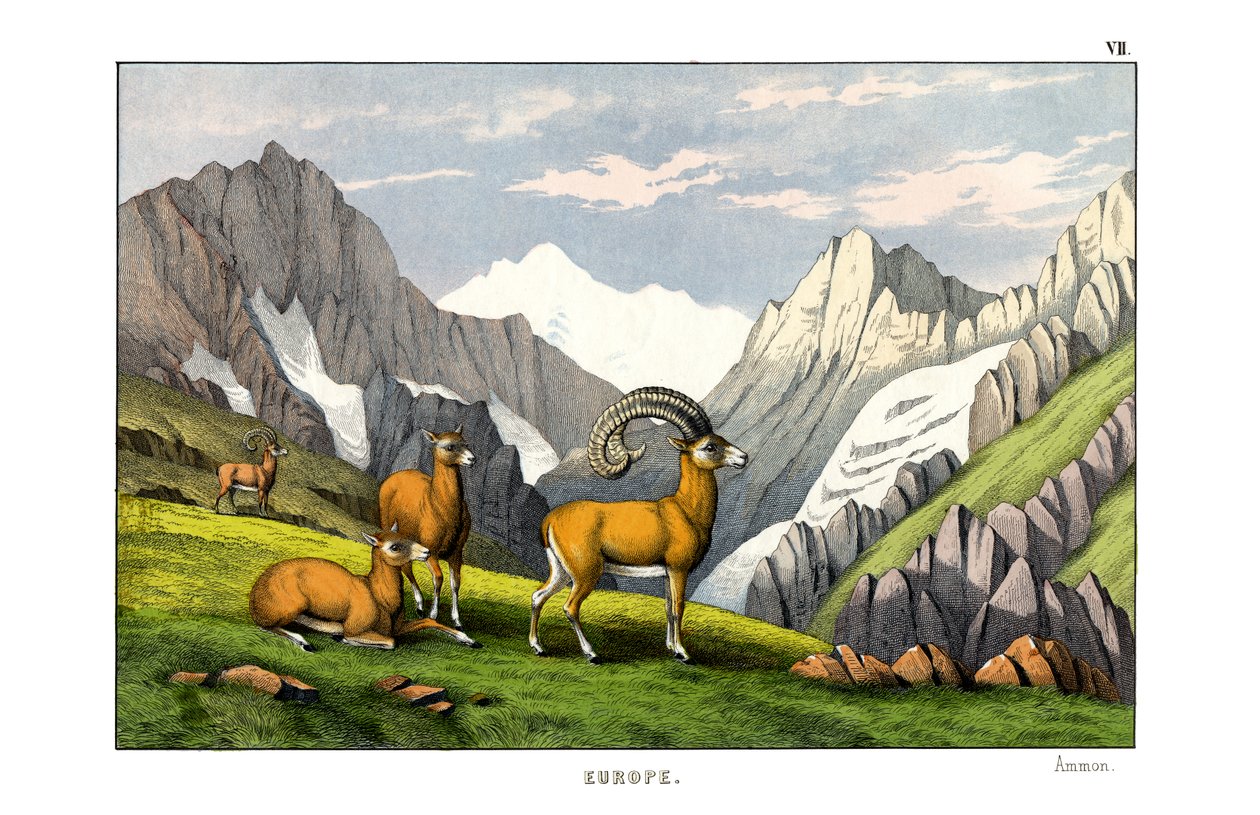 Ammon-Schaf von English School