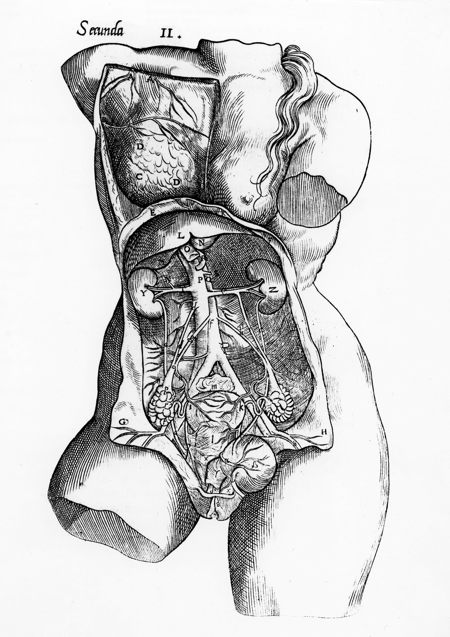 Anatomische Studie des weiblichen menschlichen Körpers von English School