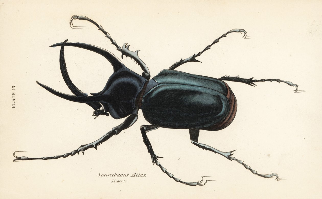 Atlas-Käfer, Chalcosoma atlas (Scarabaeus atlas) von English School