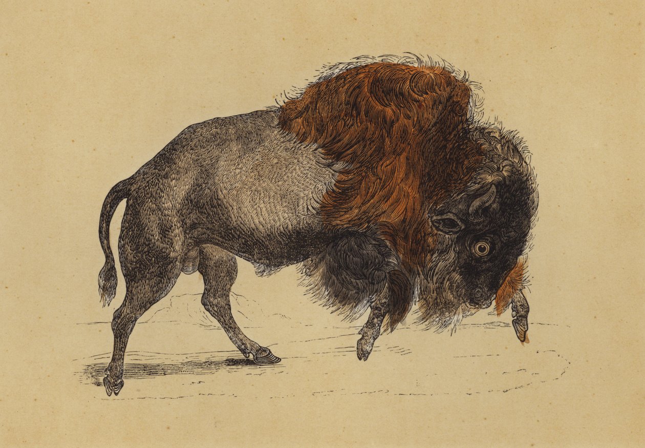 Bison von English School