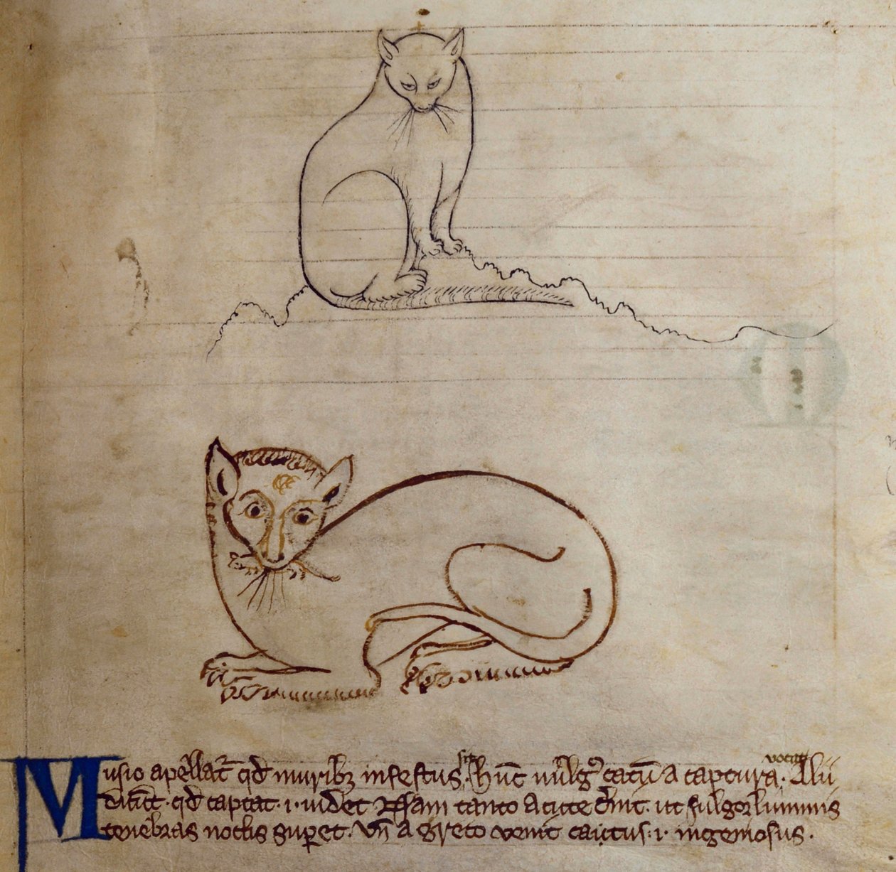 CCA-LitMs/D/10 fol. 11r Katze, aus Bestiarium von English School