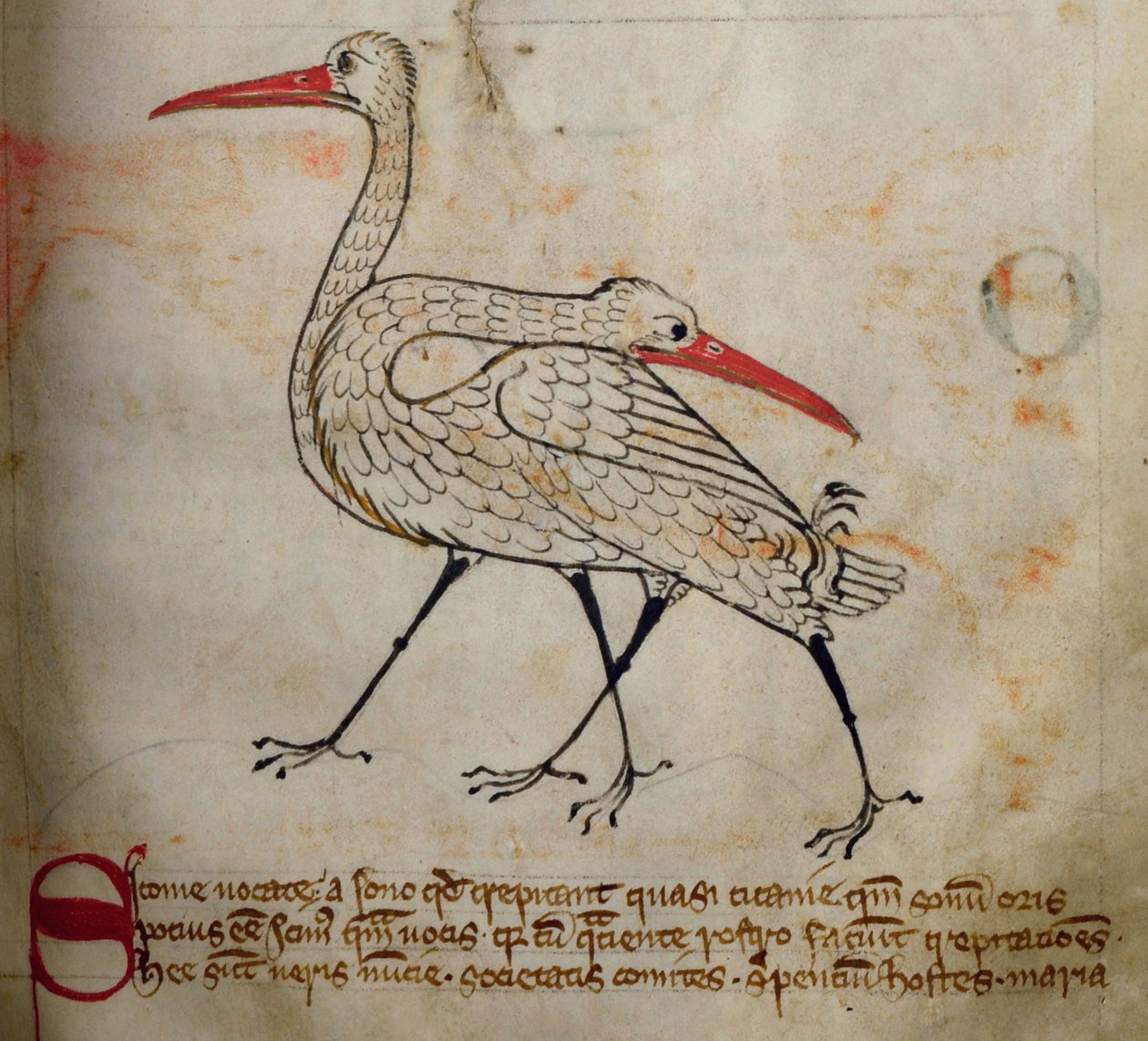 CCA-LitMs/D/10 fol. 15r Storch, aus Bestiarium von English School