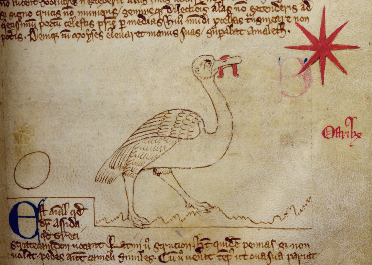 CCA-LitMs/D/10 fol. 16r Strauß, aus Bestiarium von English School