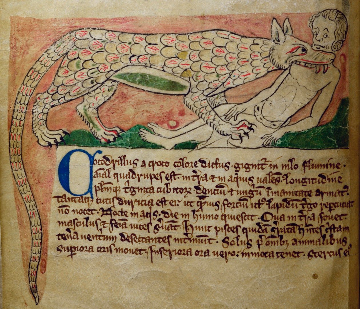 CCA-LitMs/D/10 fol. 3v Krokodil, aus Bestiarium von English School