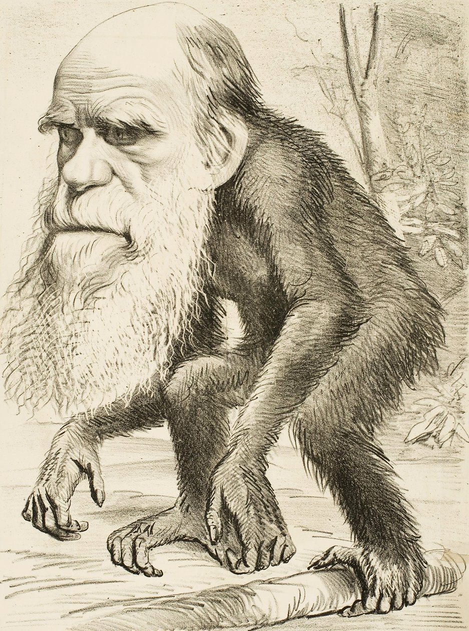 Karikatur von Charles Darwin von English School