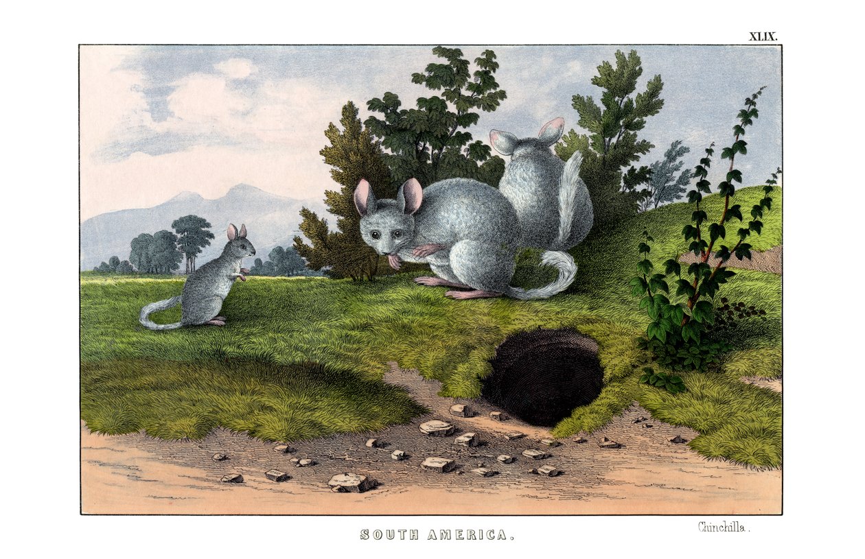 Chinchilla von English School