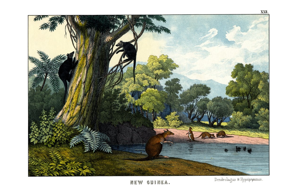 Dendrolagus und Hypsiprymnus von English School