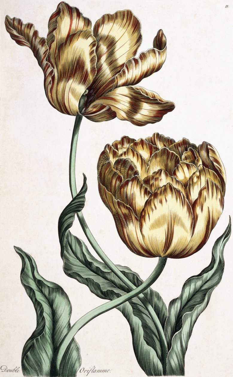 Doppelte Oriflamme, 1759 von English School