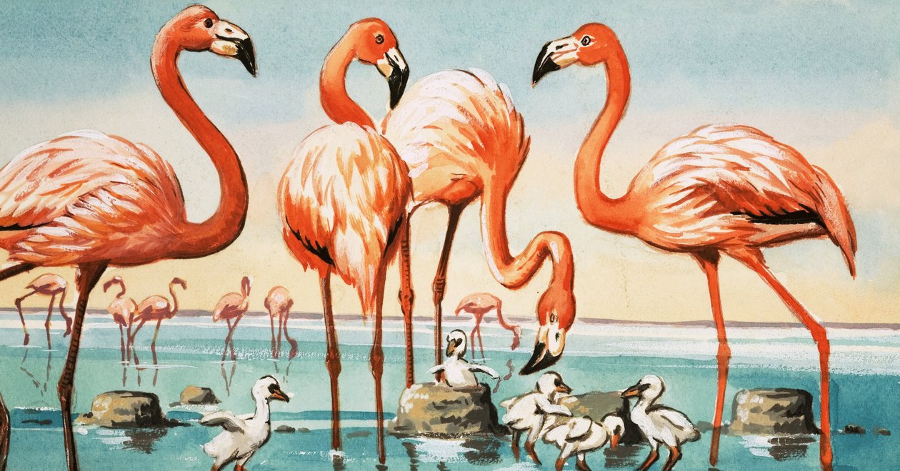 Flamingos von English School