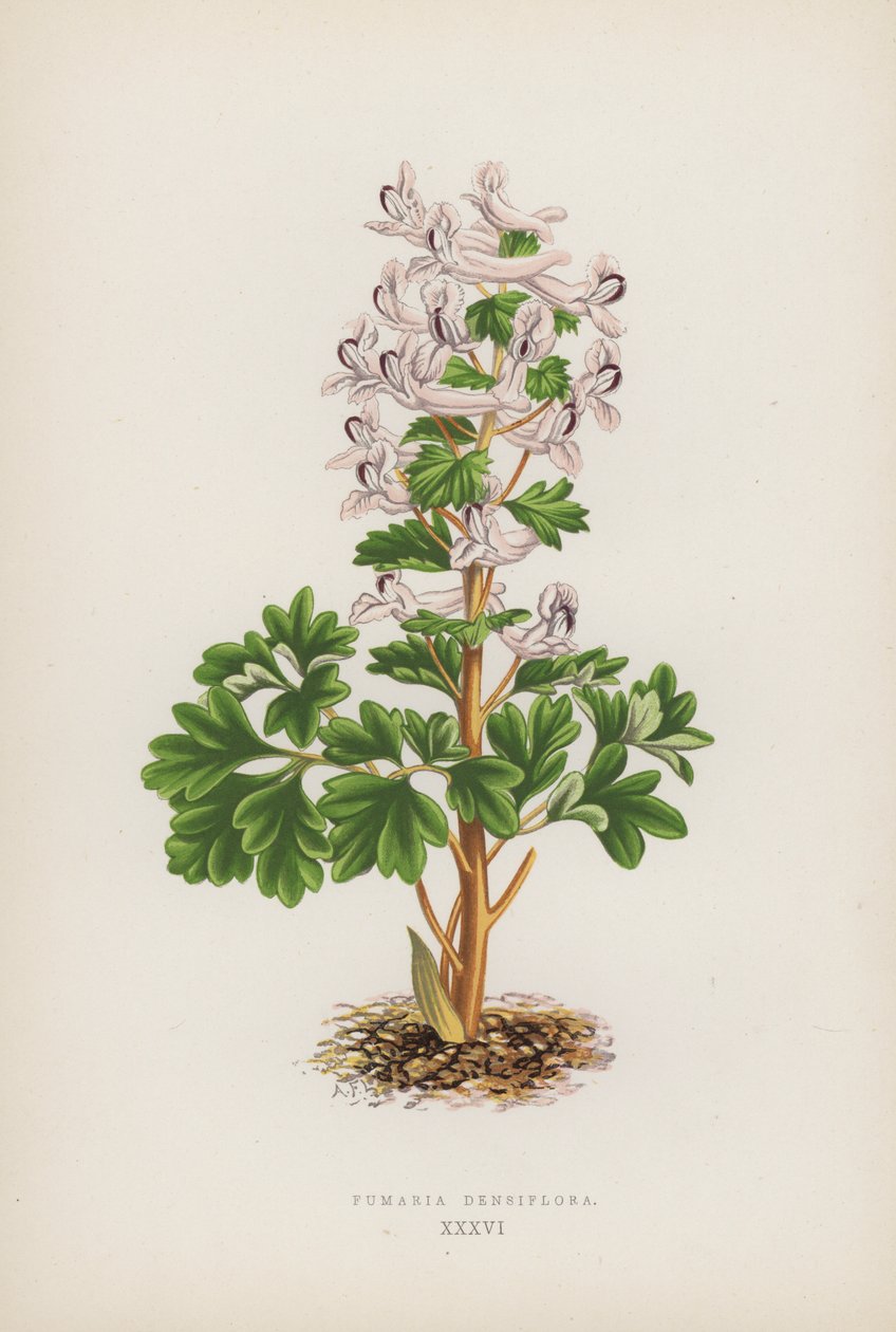 Fumaria Densiflora von English School