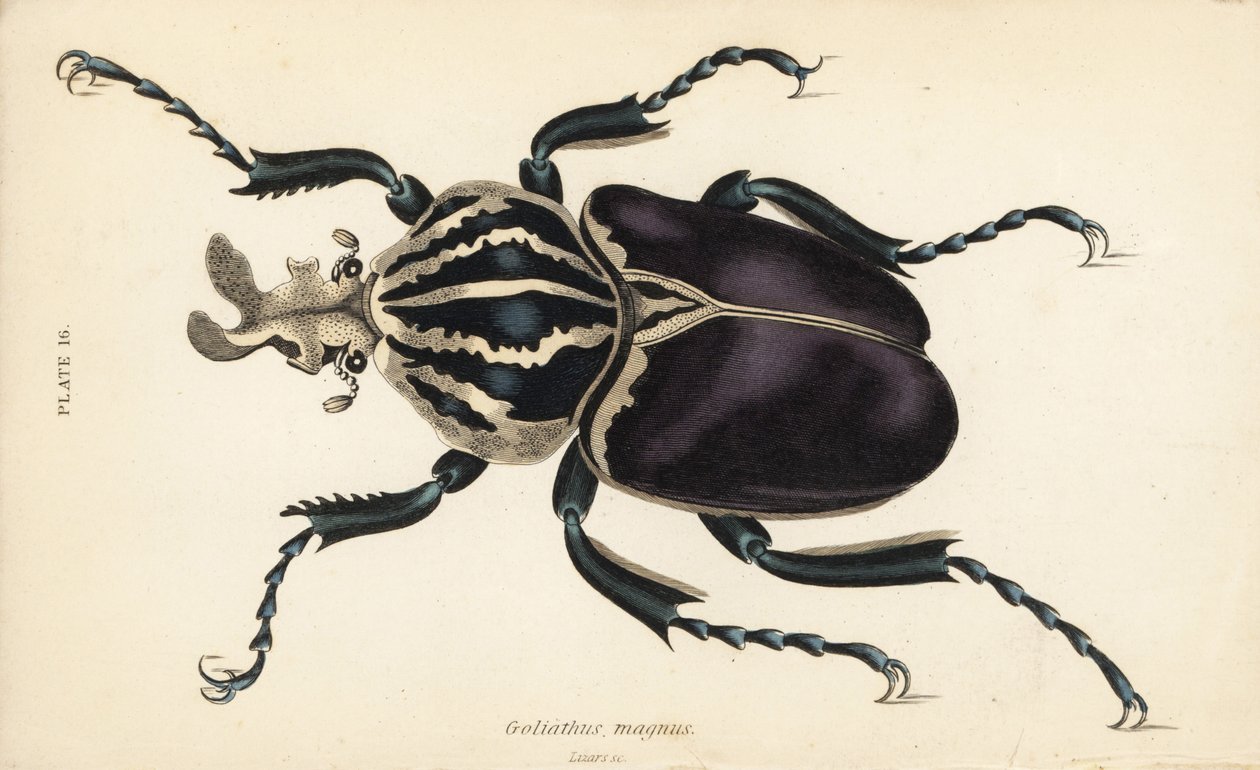 Goliathkäfer, Goliathus goliatus (Goliathus magnus) von English School