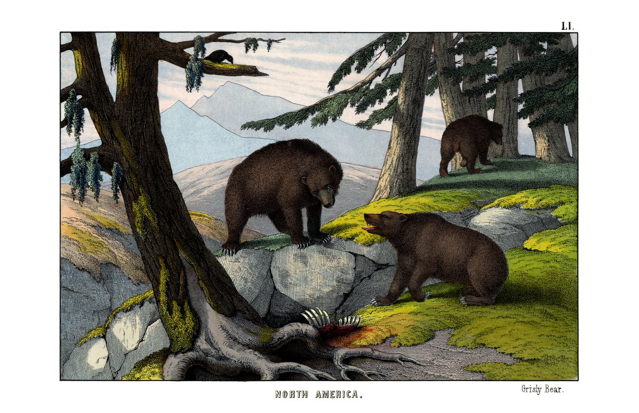 Grizzlybär von English School