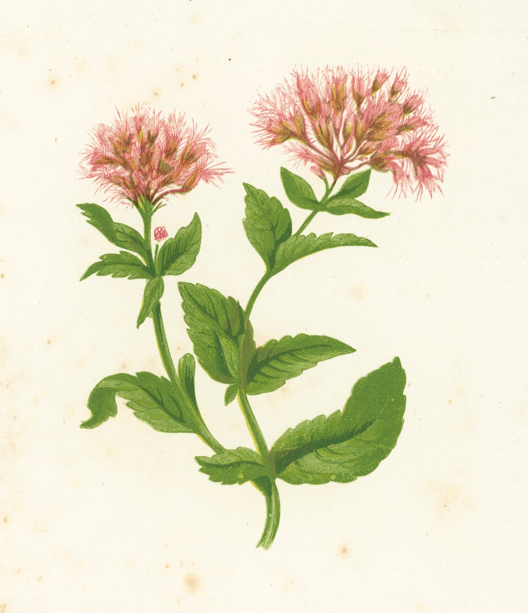 Wasserdost, Eupatorium Cannabinum von English School